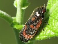 Haematoloma dorsata, Kiefernblutzikade