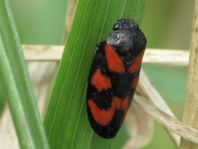 Cercopis vulnerata