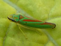 Rhododendronzikade, Graphocephala fennahi