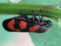 Cercopis vulnerata