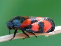 Cercopis vulnerata