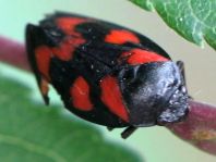 Cercopis vulnerata