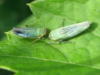 Binsenschmuckzikade, Grüne Zwergzikade, Cicadella viridis