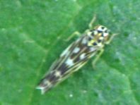 Eupteryx