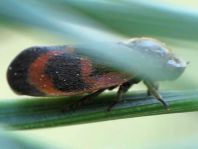 Haematoloma dorsata, Kiefernblutzikade