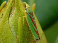 Rhododendronzikade, Graphocephala fennahi