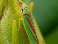 Rhododendronzikade, Graphocephala fennahi