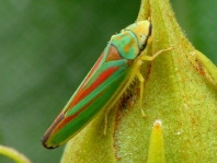 Rhododendronzikade, Graphocephala fennahi