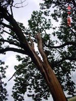 Blitzeinschlag in Teet