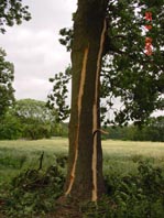 Blitzeinschlag in Teet