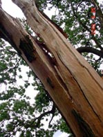 Blitzeinschlag in Teet