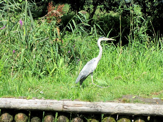 Von der Schmölde nach Teupitz, August 2012