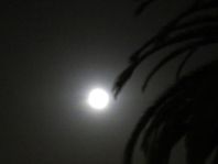 Mond