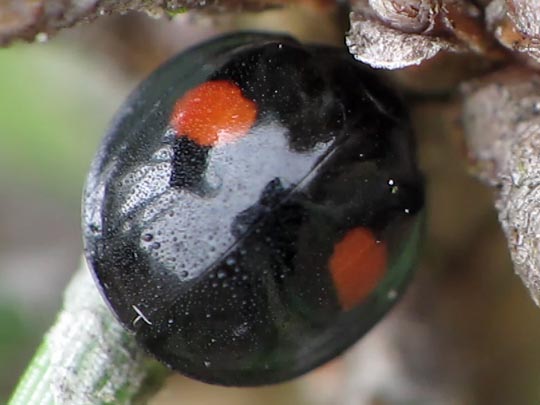 Rundfleckiger Schildlaus-Marienk&auml;fer, Chilocorus renipustulatus