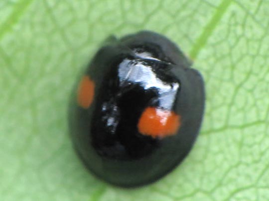 Rundfleckiger Schildlaus-Marienk&auml;fer, Chilocorus renipustulatus