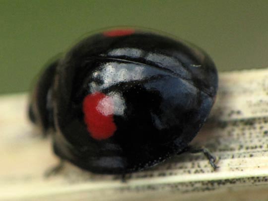 Rundfleckiger Schildlaus-Marienk&auml;fer, Chilocorus renipustulatus