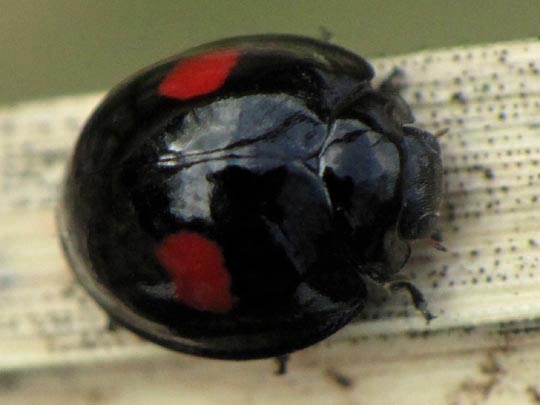 Rundfleckiger Schildlaus-Marienk&auml;fer, Chilocorus renipustulatus