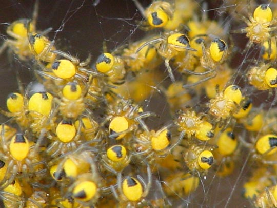 Babys der Gartenkreuzspinne, Araneus diadematus