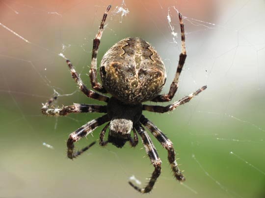 Araneus angulatus, Geh&ouml;rnte Kreuzspinnes