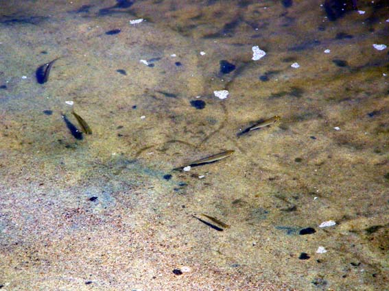Fischbabys in der Oder