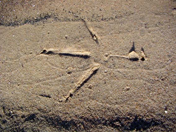 Spur von einem Reiher