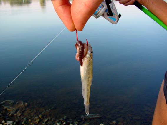 Kleiner Fisch, gro&szlig;er Wurm