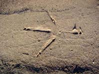 Spuren von einem Reier