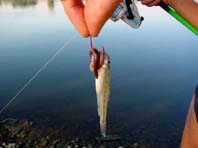 Was wollte dieser Fisch mit diesem Wurm